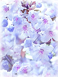 桜＝日本のイメージ